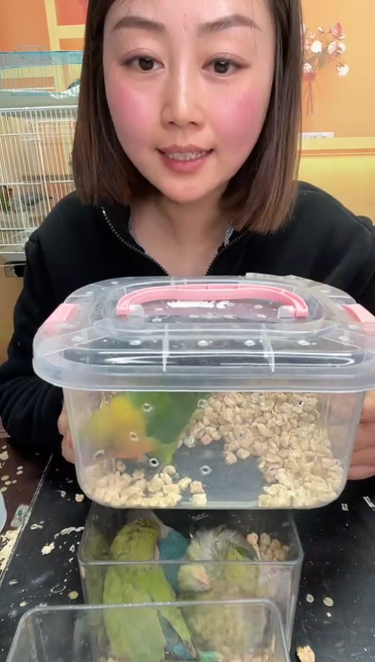 桃脸牡丹鹦鹉爱情鸟