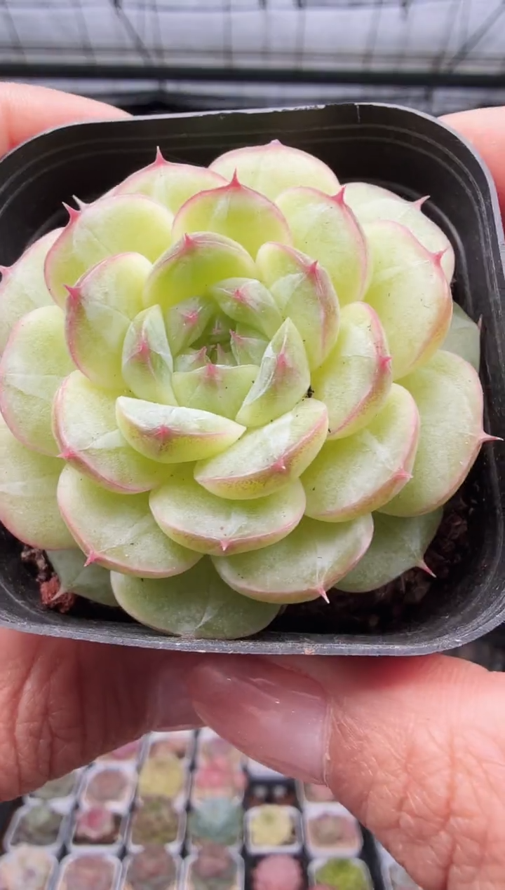 东云多肉园新款-221