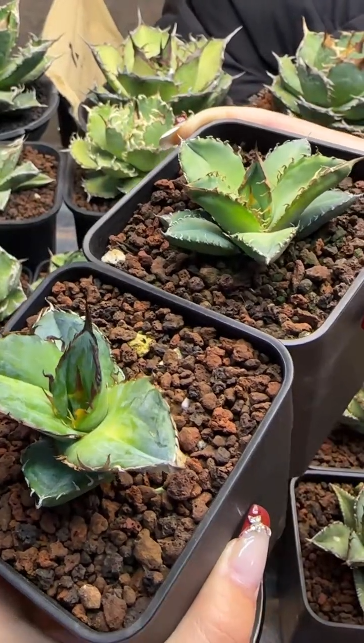 【闪购商品】2棵实生籽播仁王冠龙舌兰