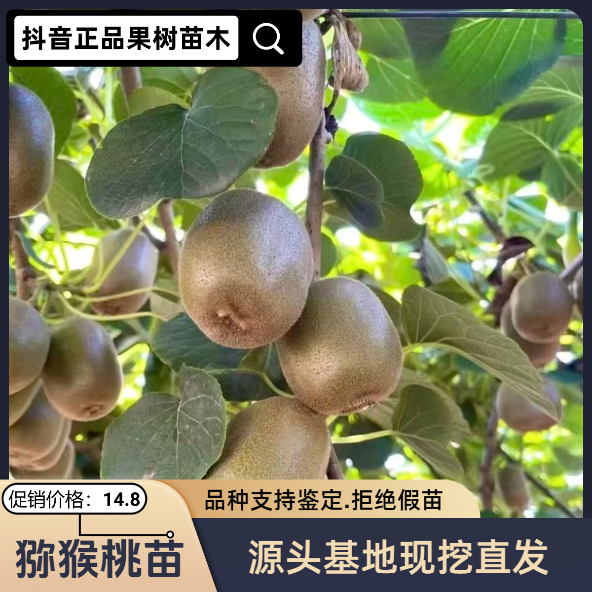 猕猴桃树苗南北方庭院地栽阳台盆栽种植耐寒易活果树苗猕猴桃苗
