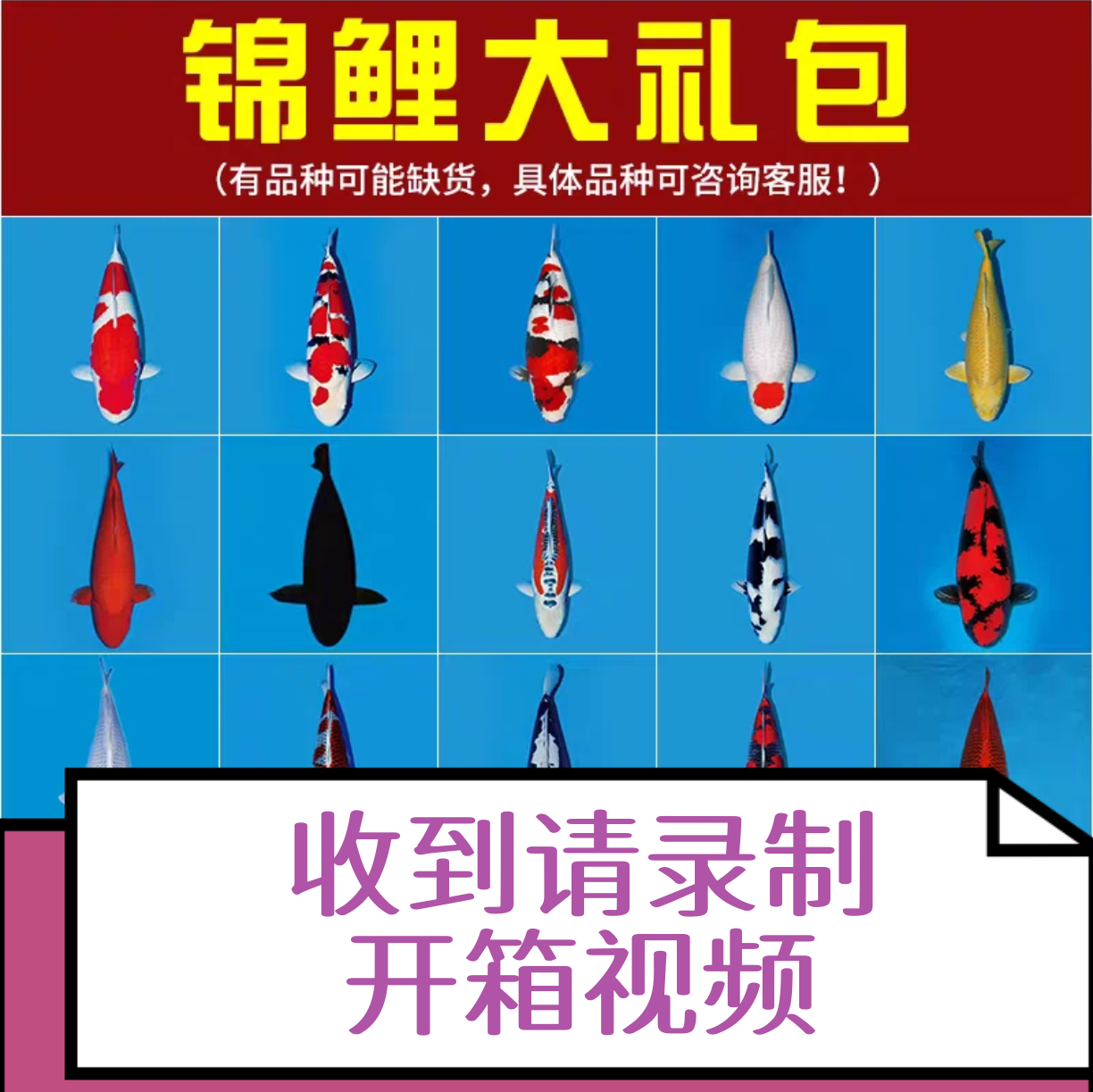 （录开箱视频）绯写23-27公分随机发锦鲤