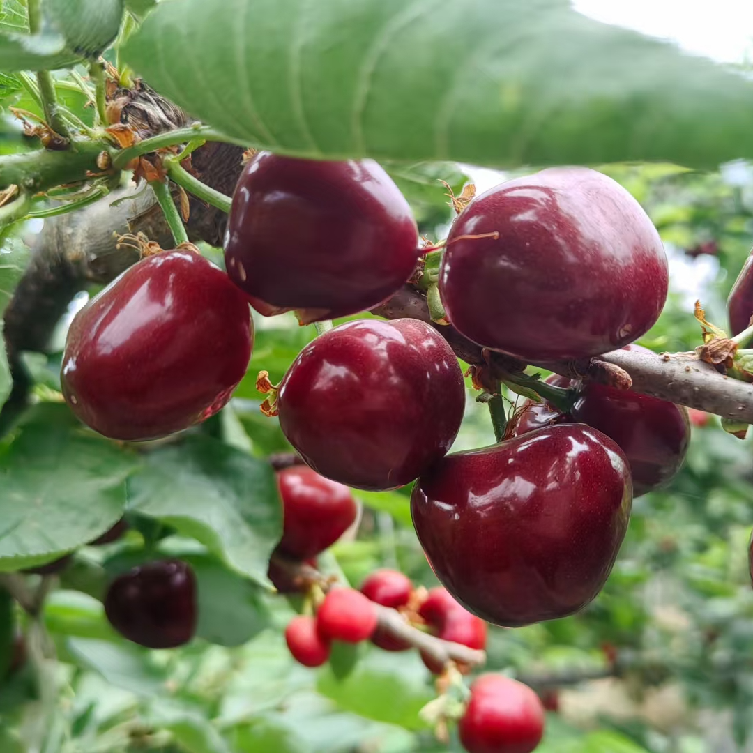 山东头茬新鲜现摘产地直发 甜瓜