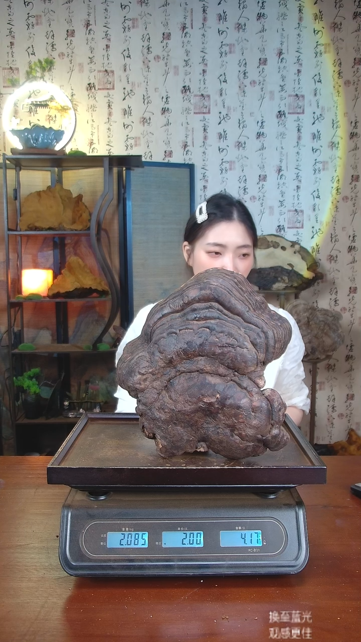 红缘拟层孔菌中国大陆【藏区 野生】红缘树舌（4.17斤）40-50年份