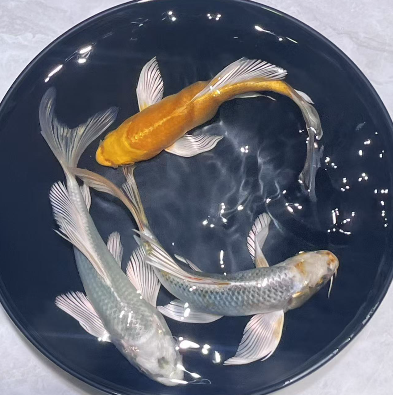 101-200号德系玛雅蝴蝶鲤锦鲤金鱼宠物观赏鱼