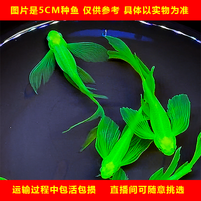 长尾蝶翼斑马鱼小型观赏鱼淡水活鱼灯科鱼糖果斑马冷水鱼精品鱼类