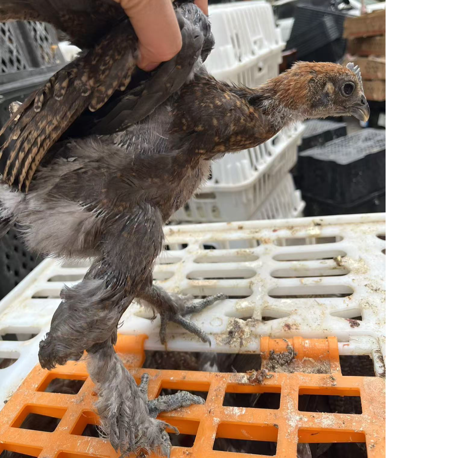 国产婆罗门大毛脚凉山岩鹰鸡