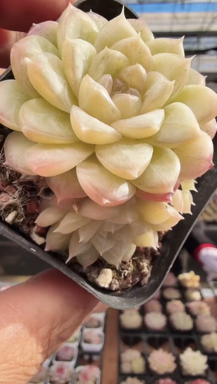 东云多肉园新款-255