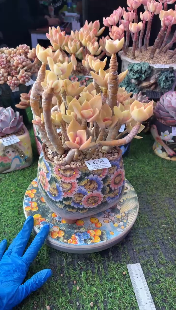 昆明印象多肉4294