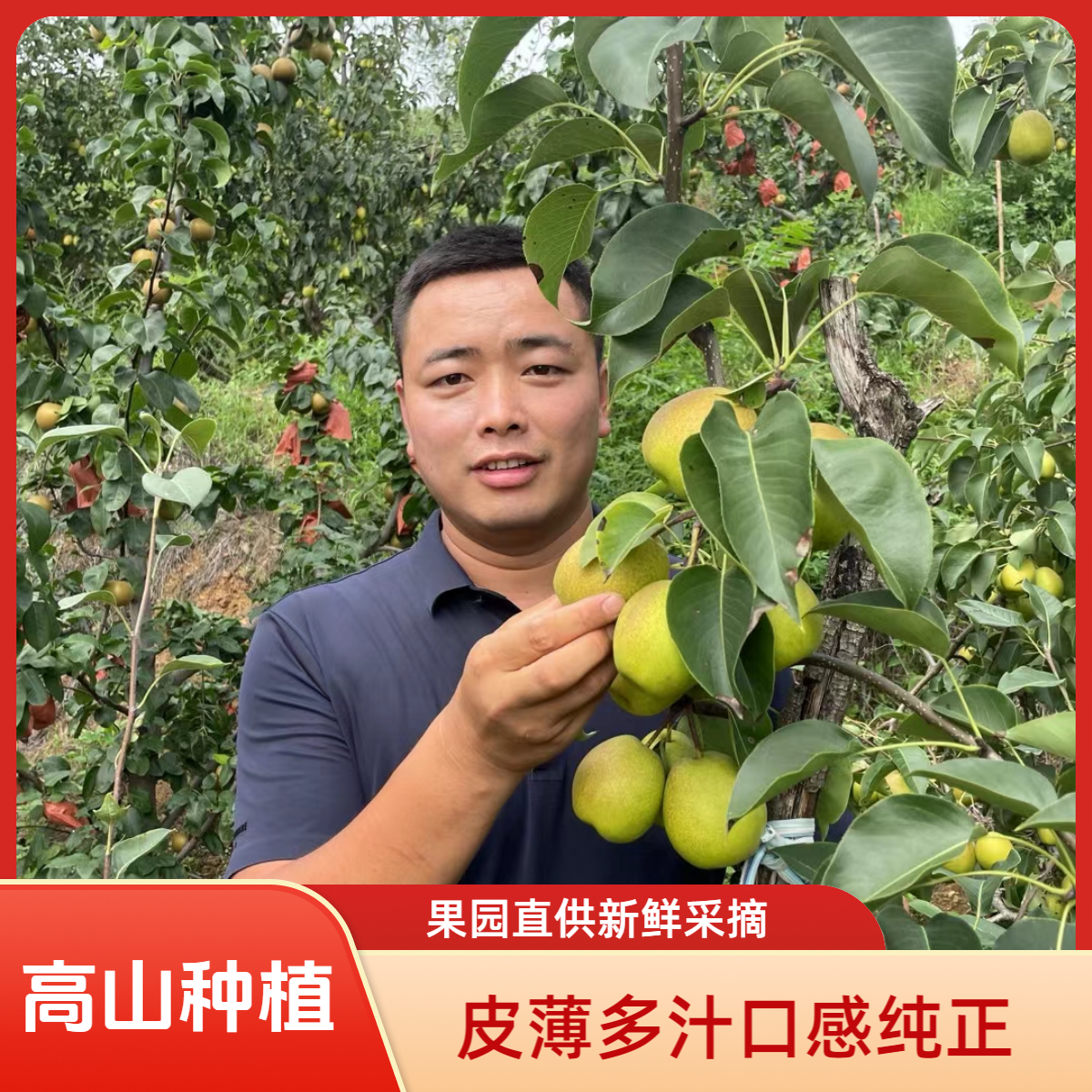 高山种植新鲜采摘酥梨雪梨脆甜多汁红香酥5斤包邮