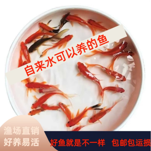 淡水冷水观赏鱼红草金鱼自来水耐养活鱼小草金萌物可爱好养包邮