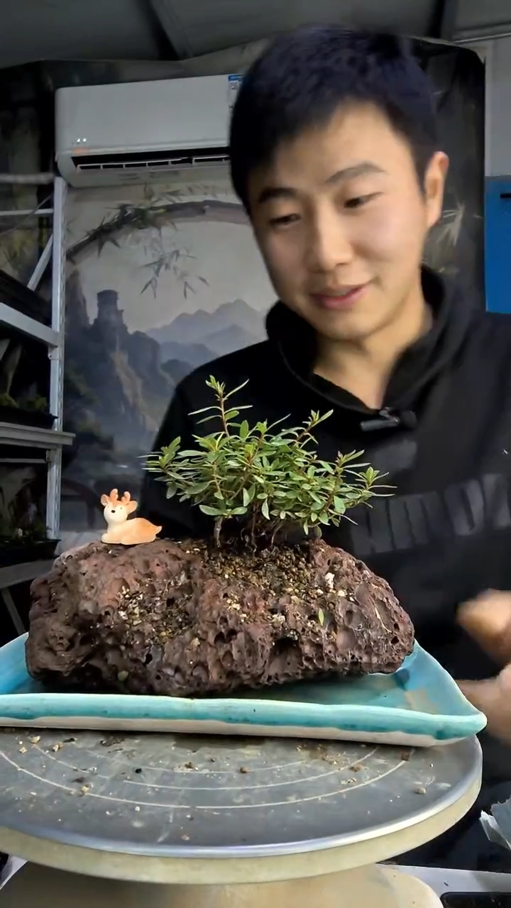 小*星中青园艺一物一拍187