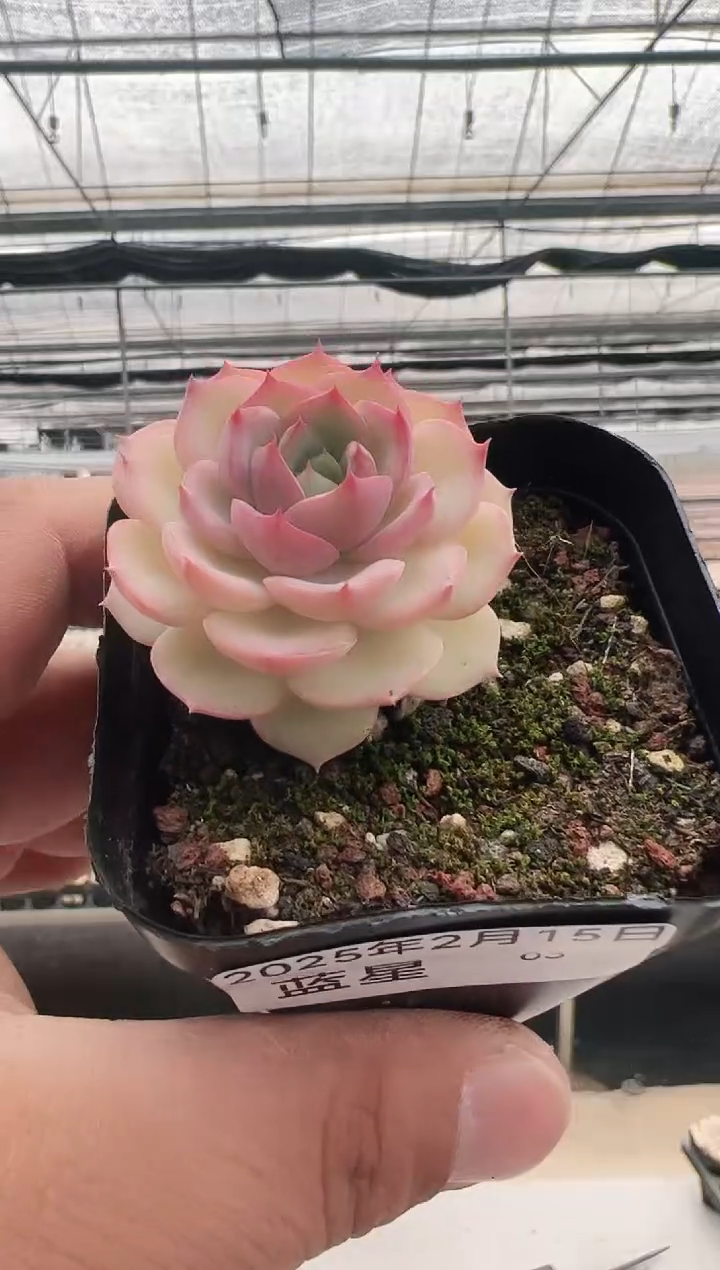 【闪购商品】蓝星-3