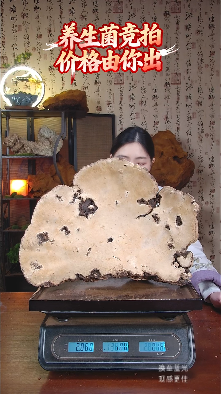 红缘拟层孔菌中国大陆【藏区野生】红缘树舌（4.12斤）50-60年份