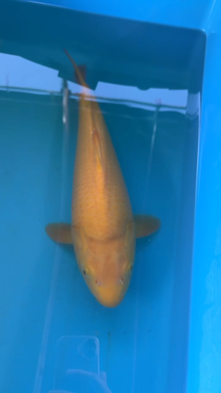 海水鱼锦鲤太饱锦鲤36cm-45cm不包邮到付