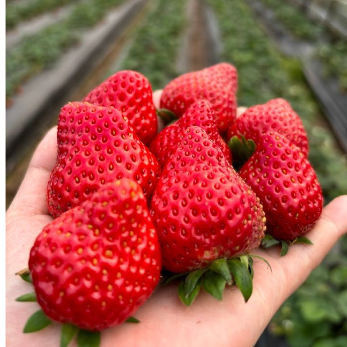 【香野】精品草莓2斤，基地采摘批发，9甜1酸，脆甜可口，现摘现发江苏省