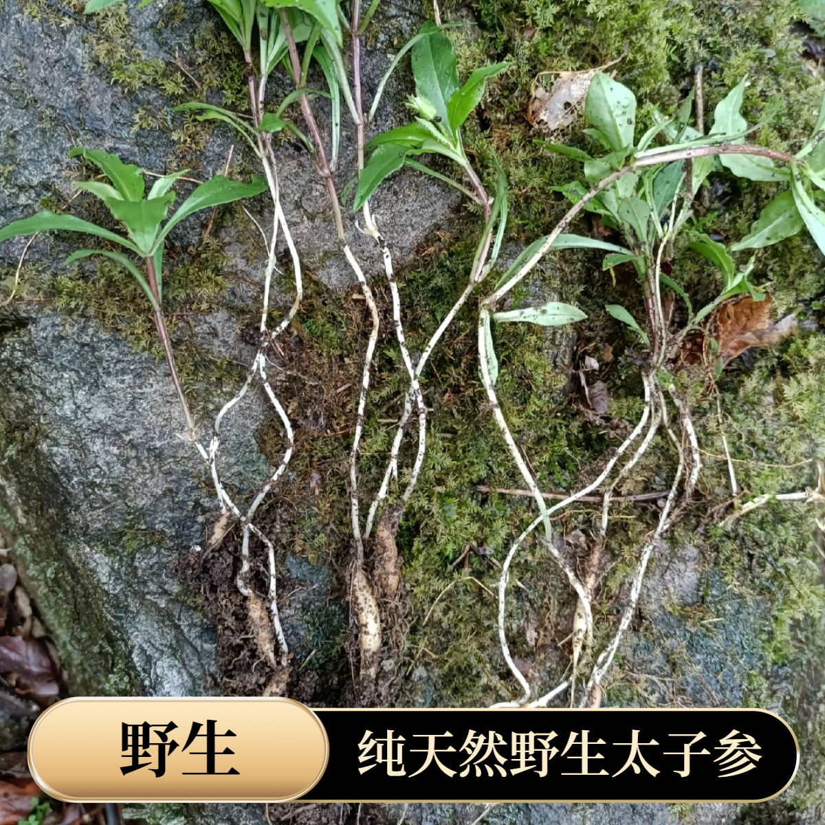 深山太子参/山货太子参   孩儿参