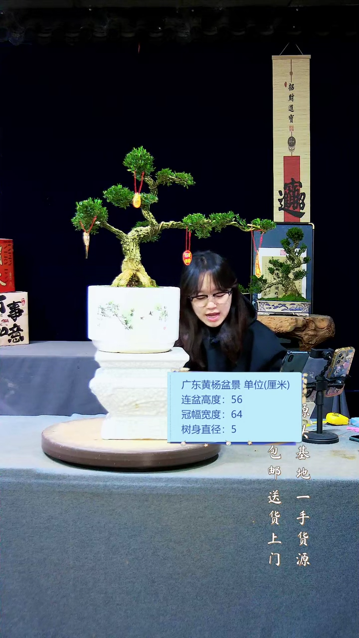 【闪购商品】雀舌黄杨盆景雀舌黄杨盆景