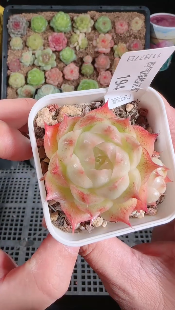 1127-194群生不包整