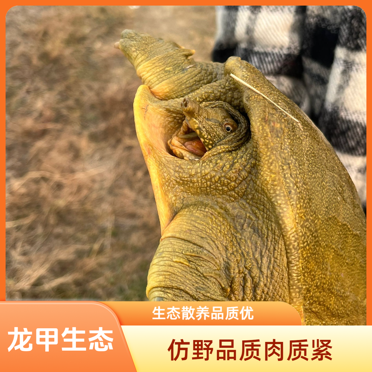 藕塘放养鲜活滋补公甲鱼青黄背生猛老鳖水鱼团鱼顺丰温控包邮