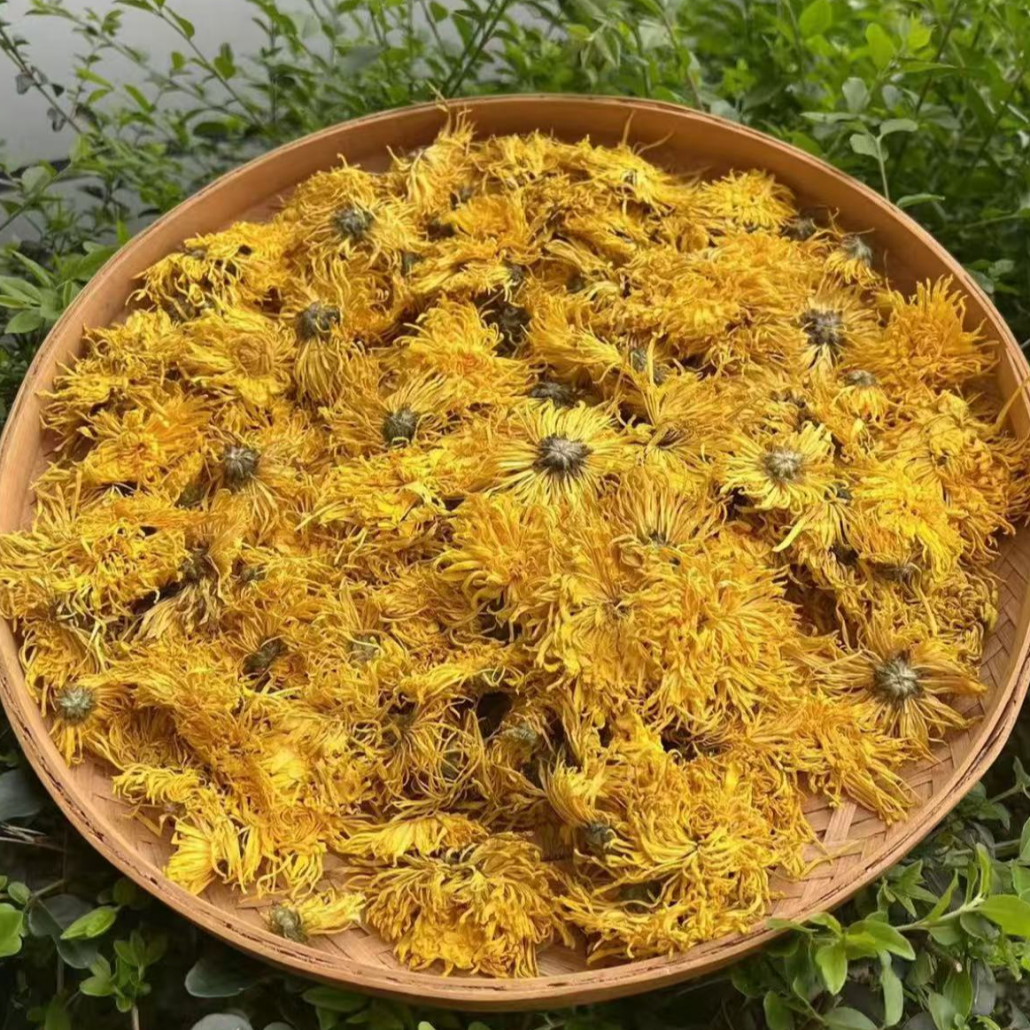 正宗金丝皇 菊 可泡水