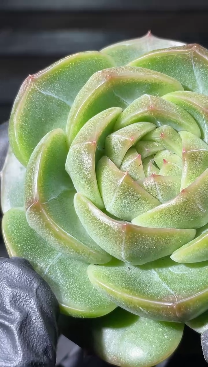 28-29 大青行灯5-6厘米量拍发一颗