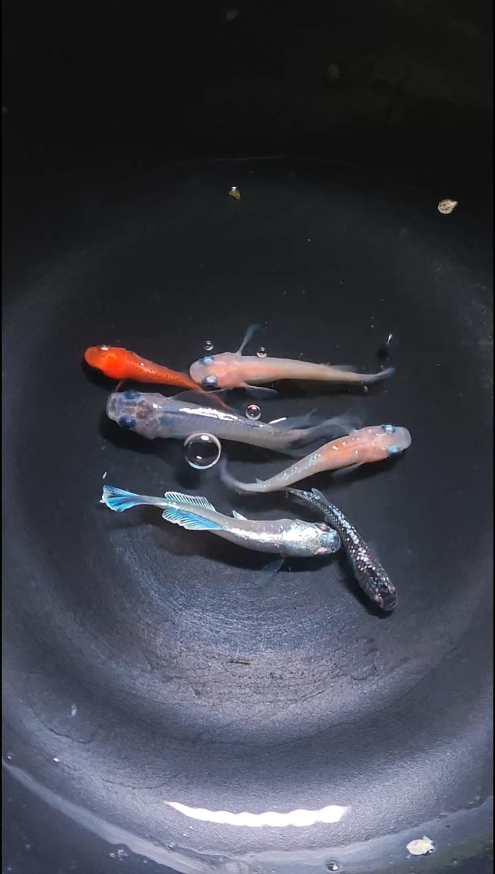 青鳉鱼观背青鳉034