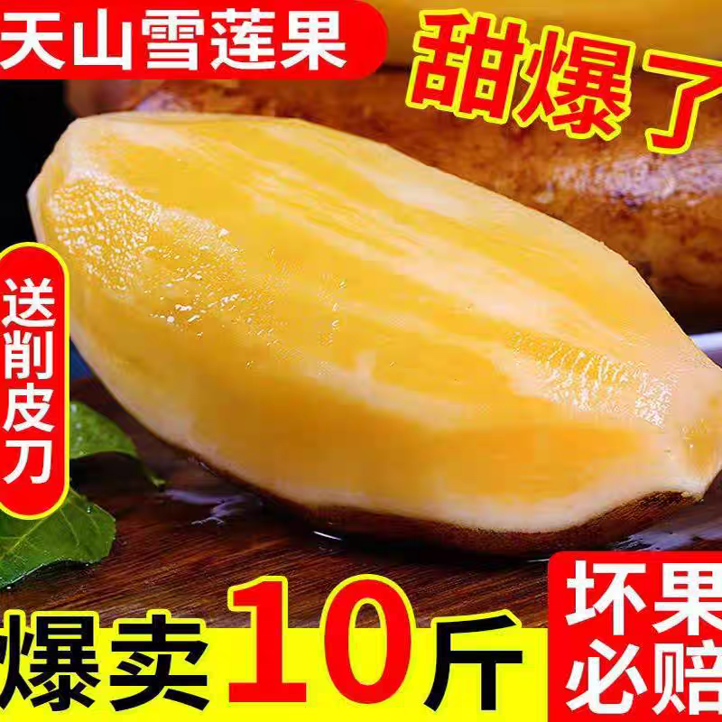 t【X-25年新果】云南天山雪莲果当季低糖黄肉雪莲果新鲜现挖现发