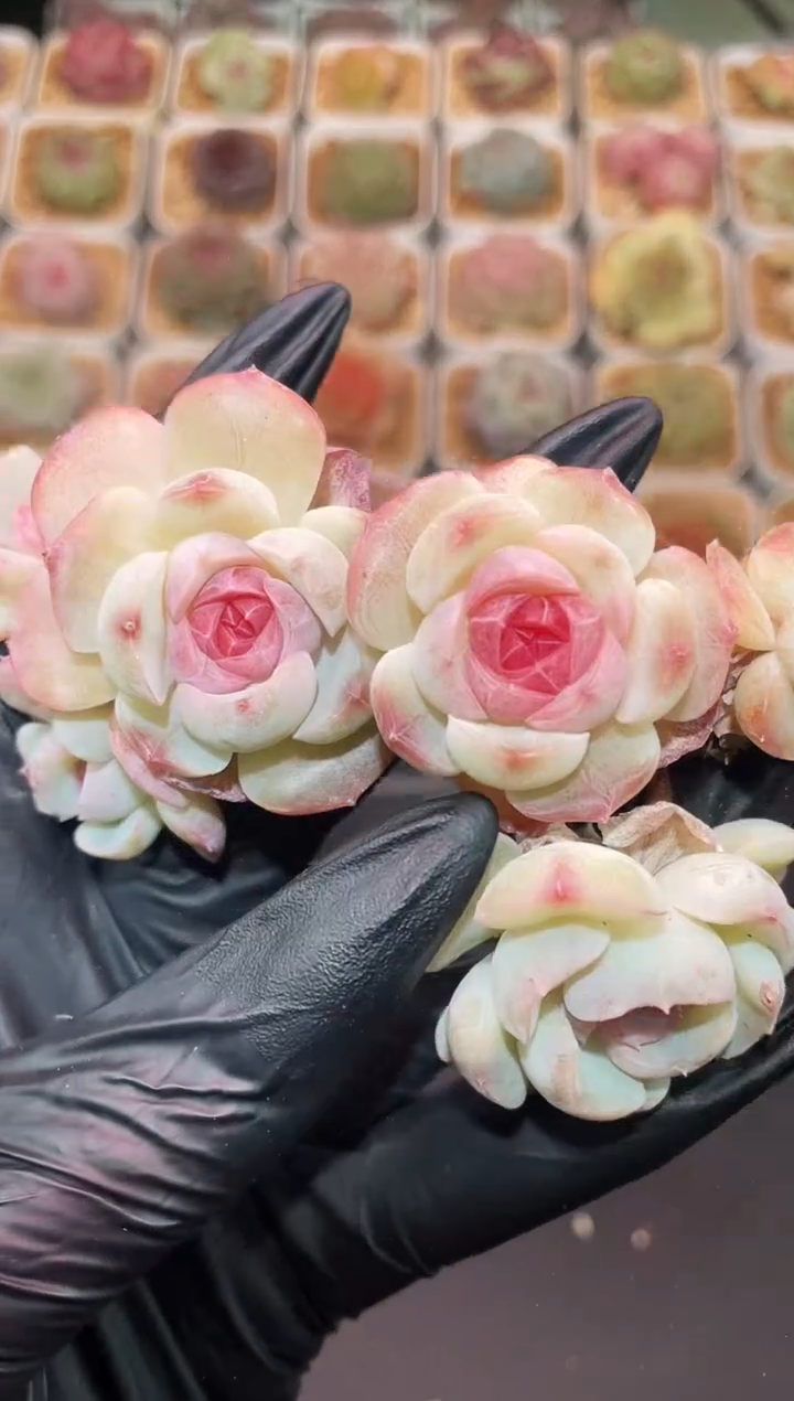 闪购420 小乔群多肉一颗 