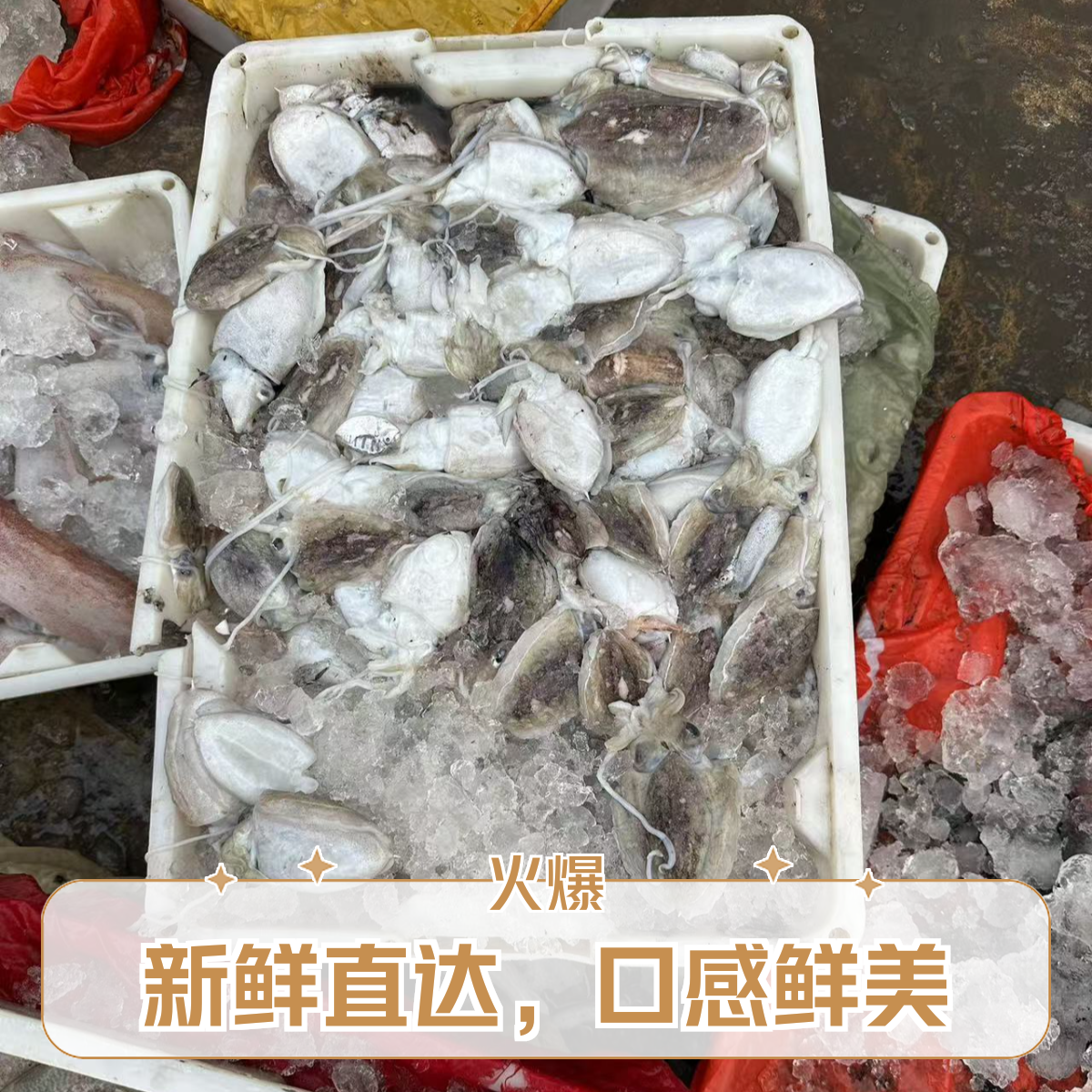 新鲜海捕小墨鱼  小墨斗 顺丰发货
