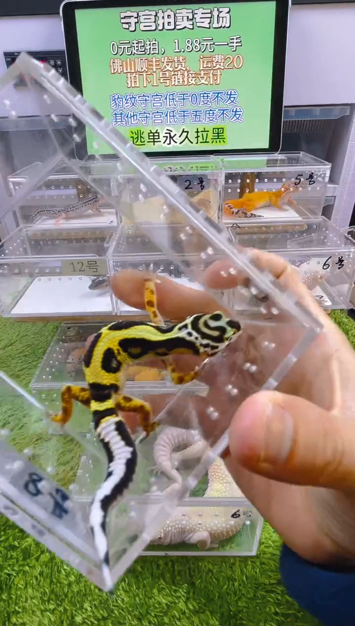 豹纹守宫守宫可爱温顺迷人好看