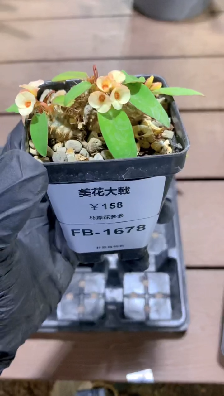 【闪购商品】美花大戟FB-1678