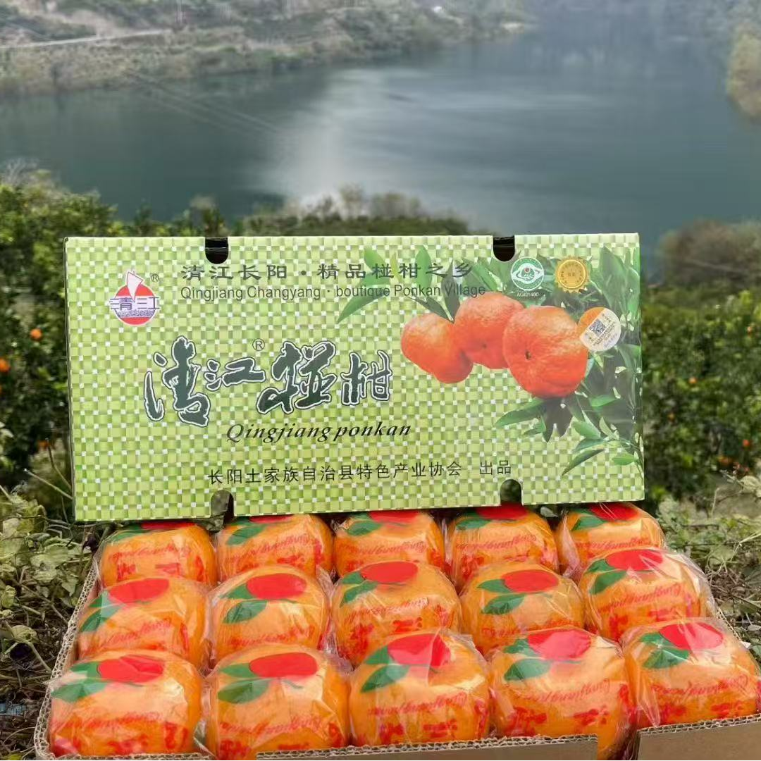 【魏不饱特产】正宗长阳（岩松坪一组）清江椪柑基地直发