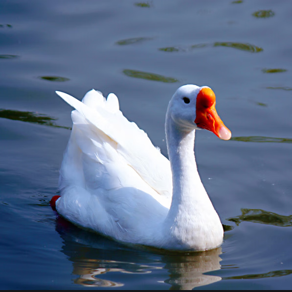 三花鹅肉 浦三鹅肉 霍巴鹅肉