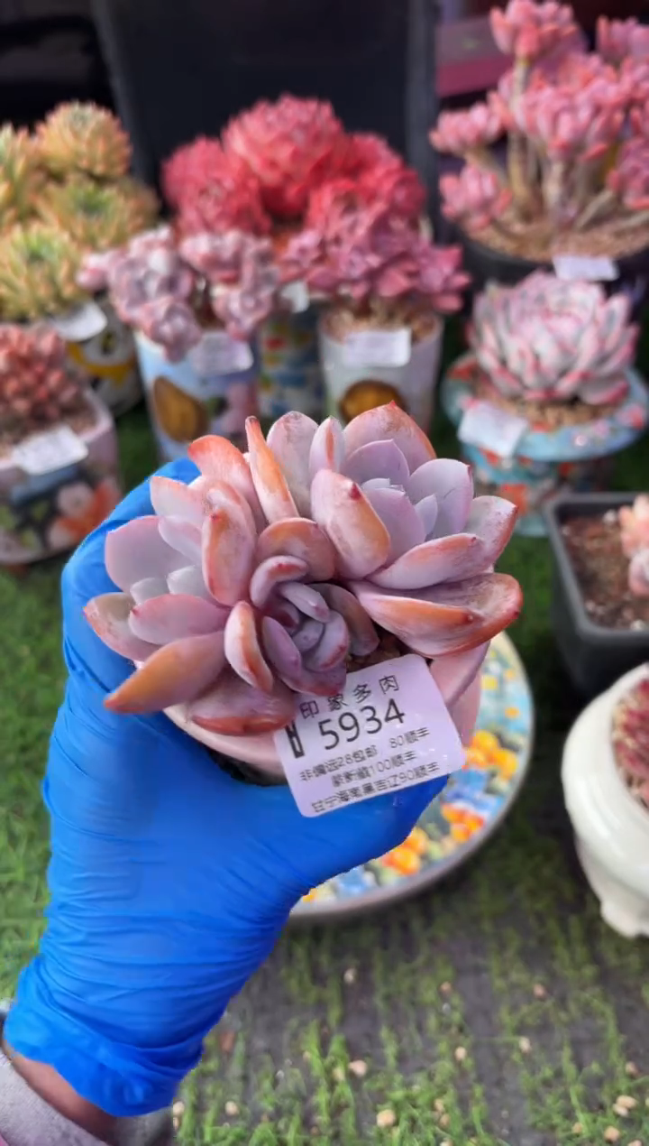 昆明印象多肉5934