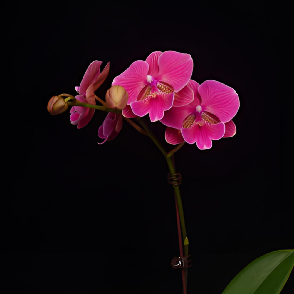 悠花里蝴蝶兰3.0寸D【花木兰双】带花带花苞开花株发货