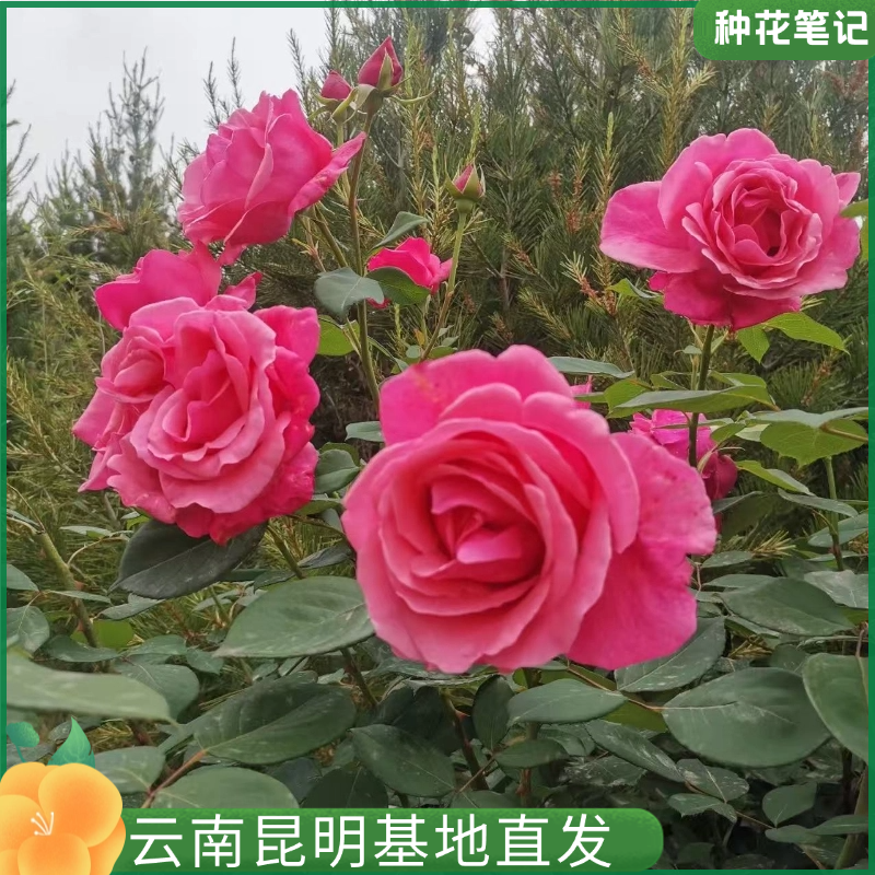 【粉色宝贝月季】 开花植物盆栽阳台庭院好养易活多年生基地直发