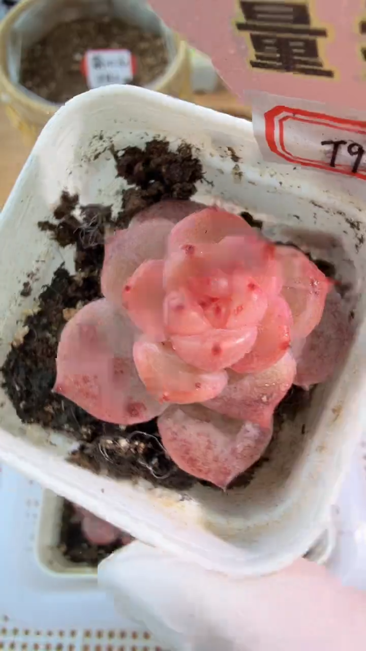 T9粉甜心五方一盆 单双混 量拍混发