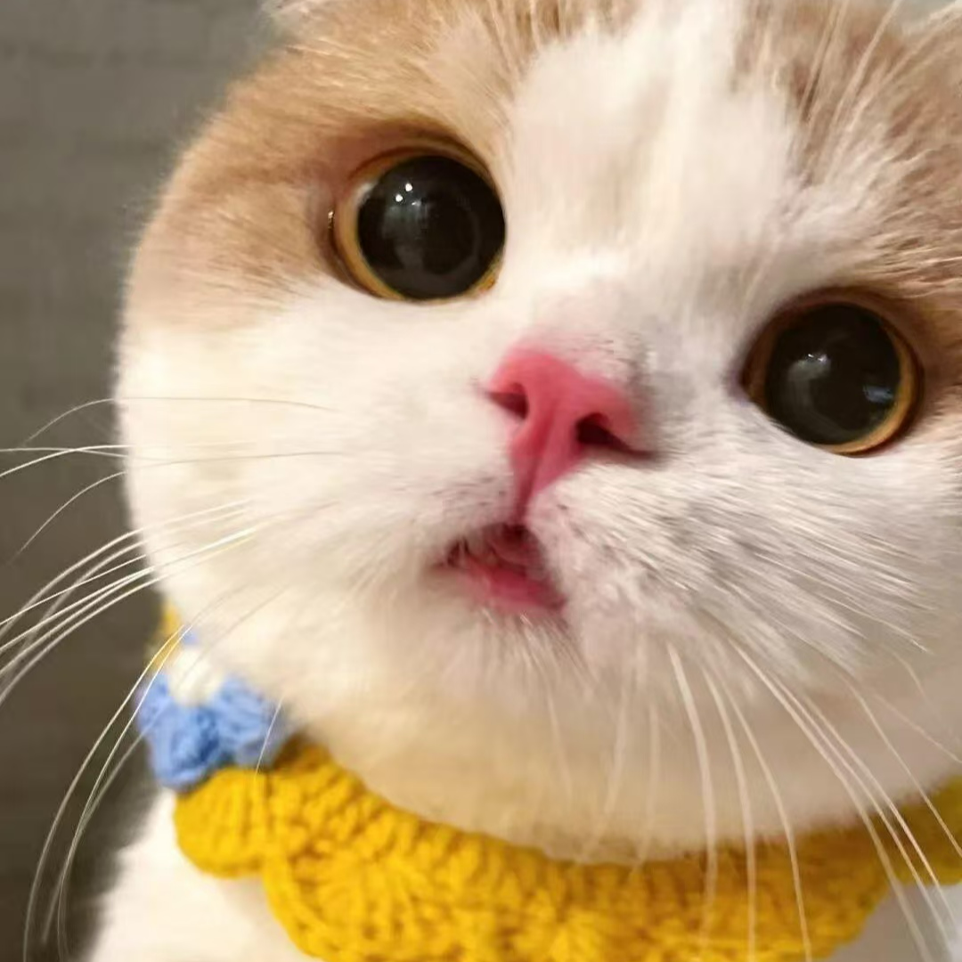 小彤宠物猫活体猫咪