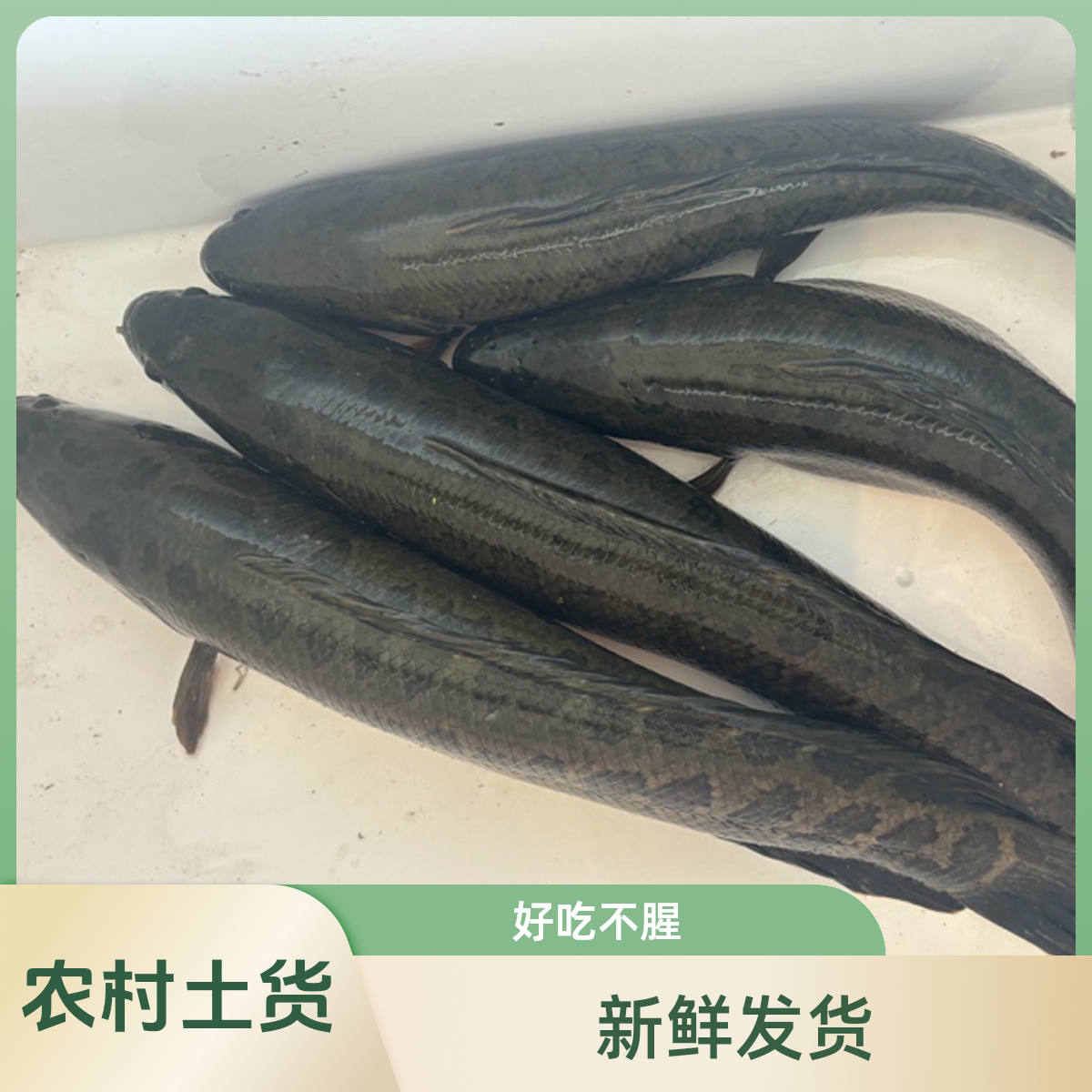 阿张农产品  农村土黑鱼 好吃不腥  以实际称重为准 