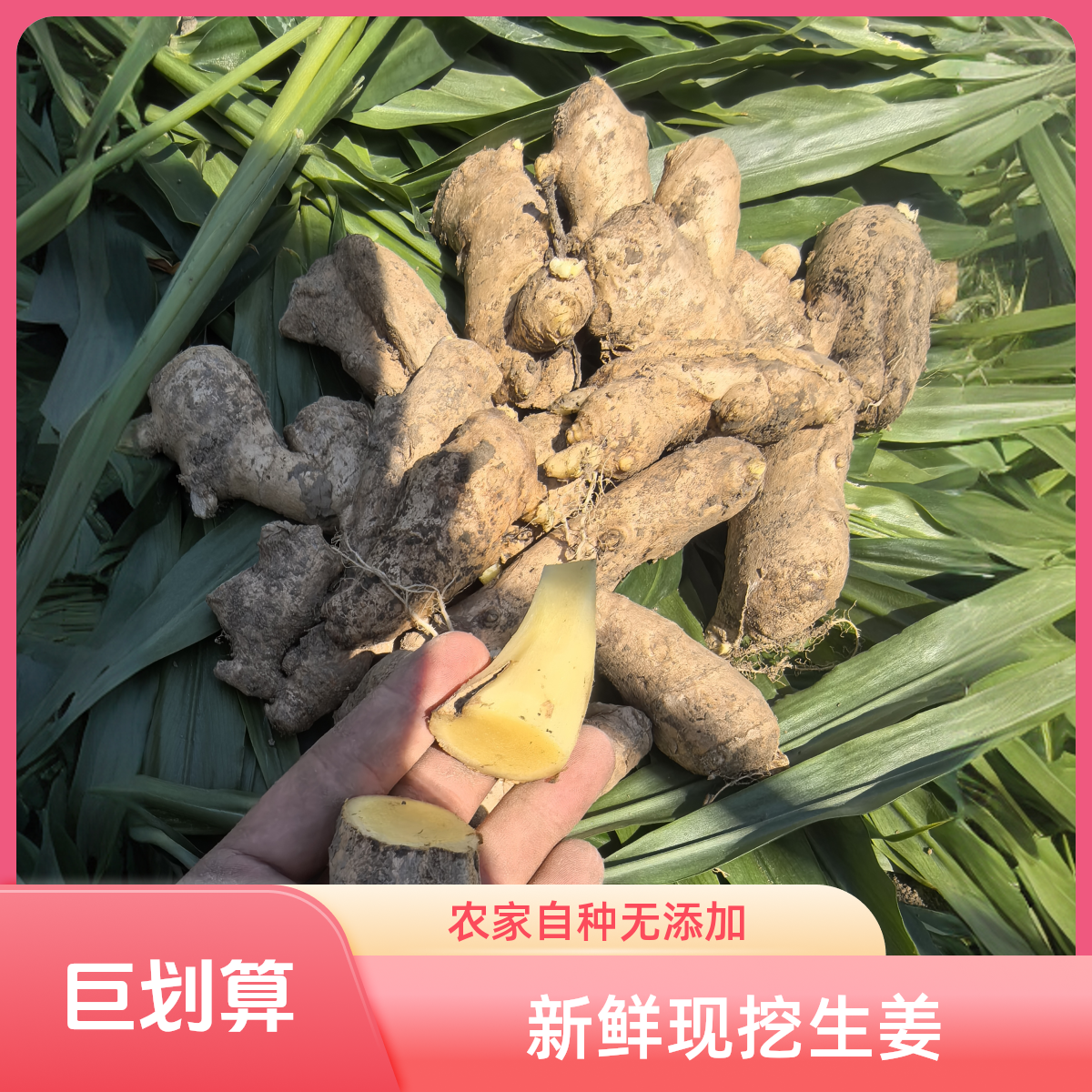 河南新鲜老姜母现挖现发味浓香辣产地直发