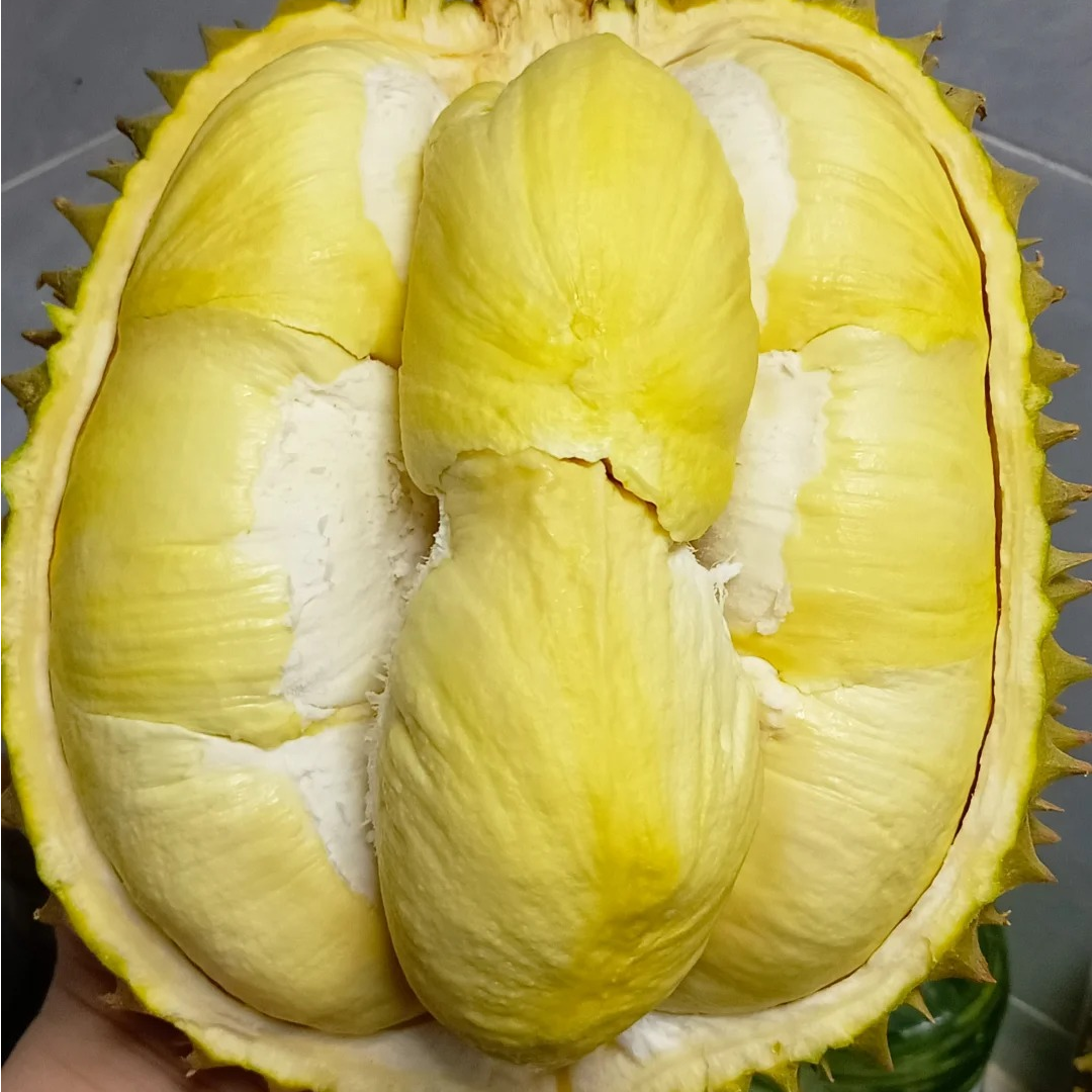 果切【鲜榴莲】泰国金枕榴莲扒盒 干包 软糯香甜 现场开果 核小 榴莲同城配送