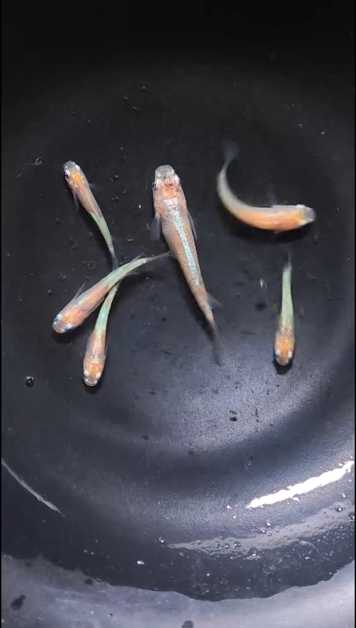 青鳉鱼观背青鳉026