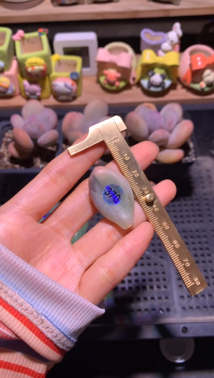 奶酪锦叶片一片哈哈