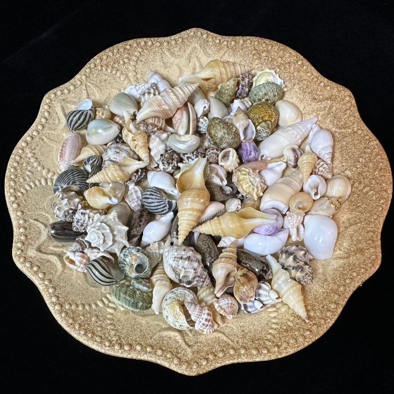 【小号混合海螺】天然海螺贝壳可手工DIY摆设造景