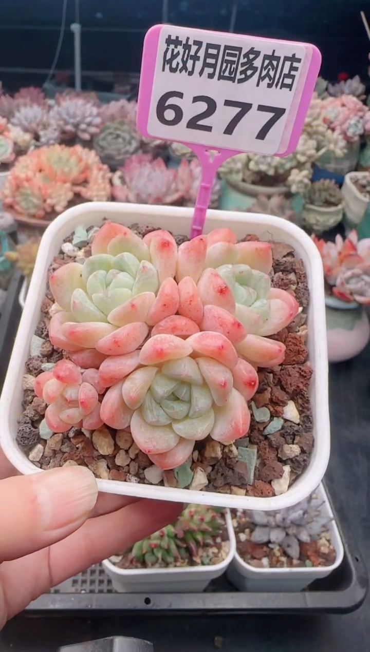 【闪购商品】6277.