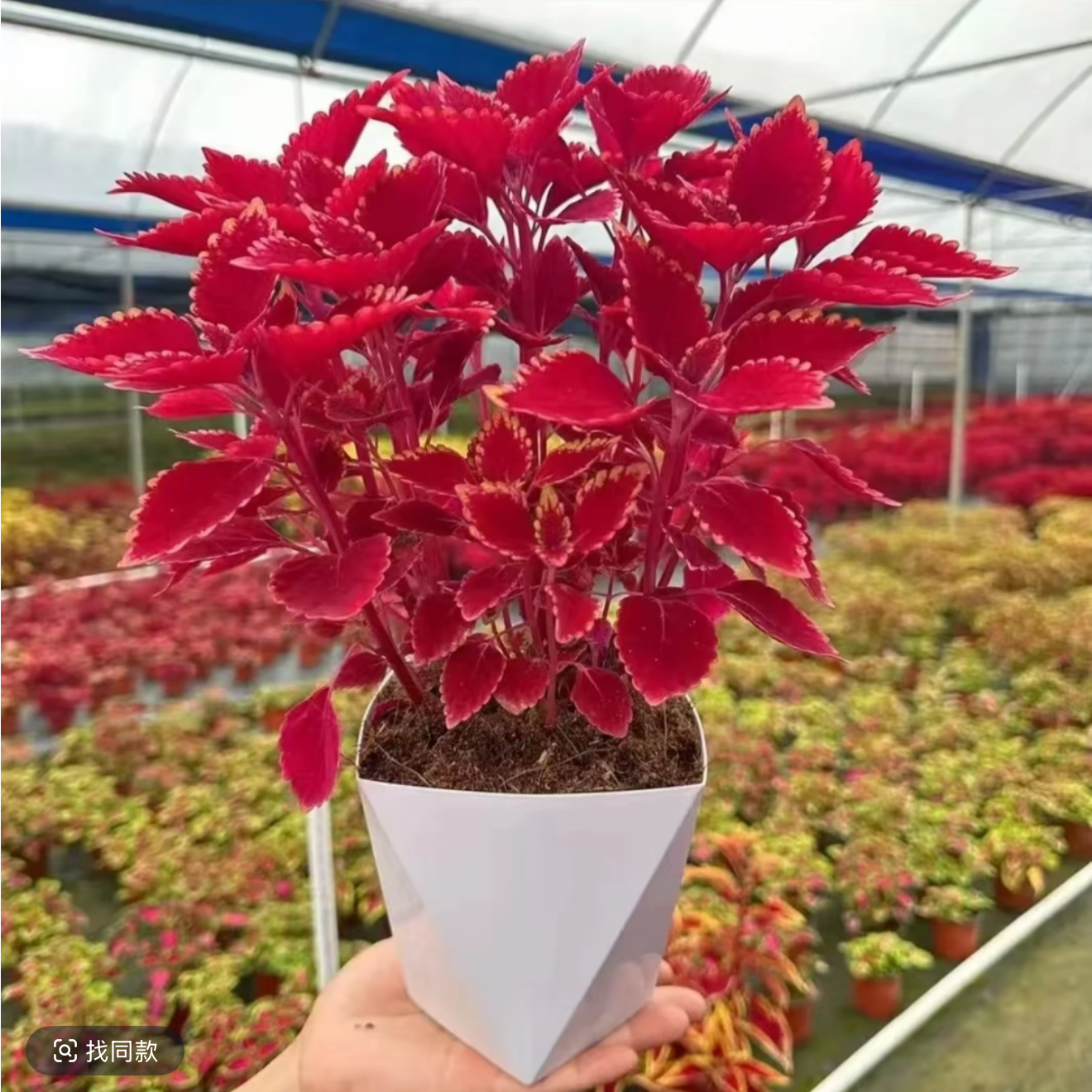 s金边彩叶草盆栽四季观叶耐寒耐热适合阳台庭院种植