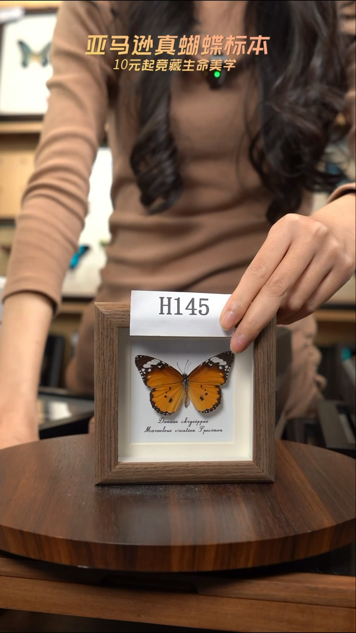 蝴蝶标本摆件竞拍h145