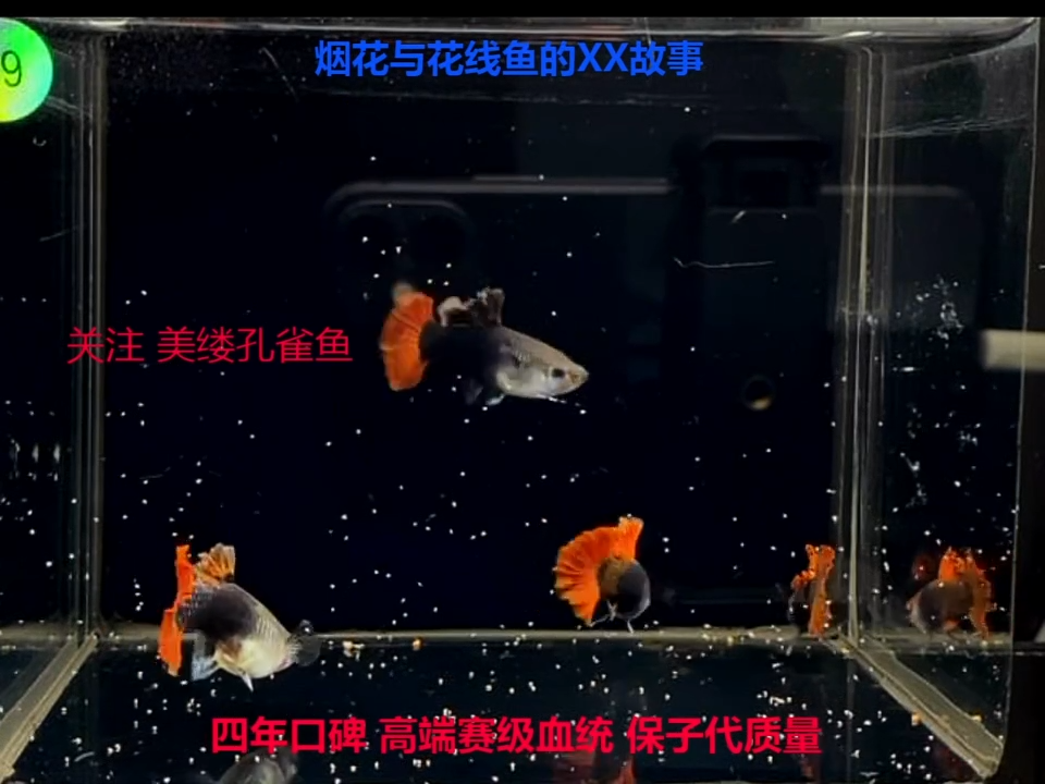 孔雀鱼折扇压成2对福利