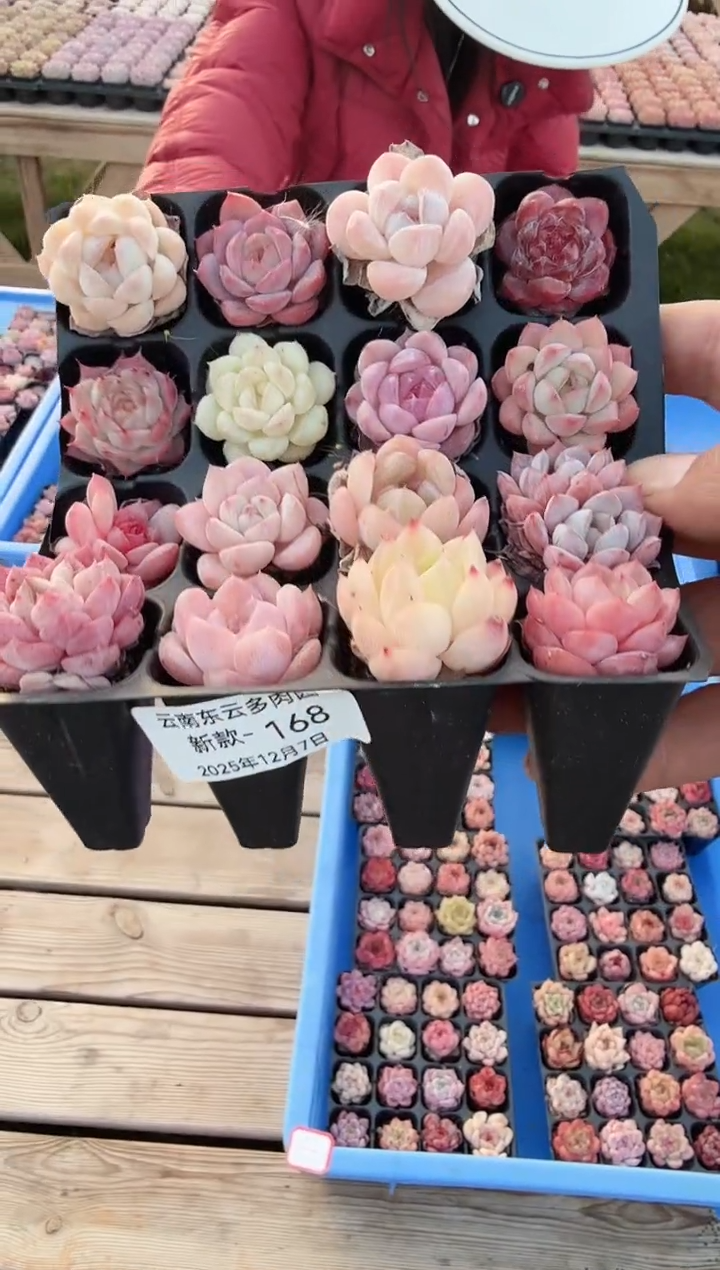 东云多肉园新款-168