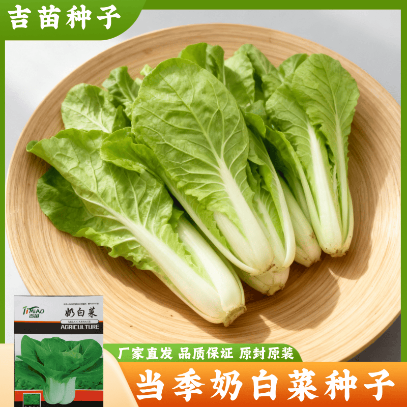 原装奶白菜种子日期新鲜室外阳台盆栽适宜种植易管理蔬菜种籽